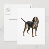 Amerikaanse Black and Tan Coon Hound Briefkaart (Voorkant / Achterkant)
