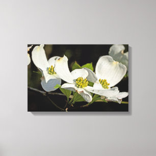 Amerikaanse Bloeiende Cornus Bloemen Cornus flori Canvas Afdruk