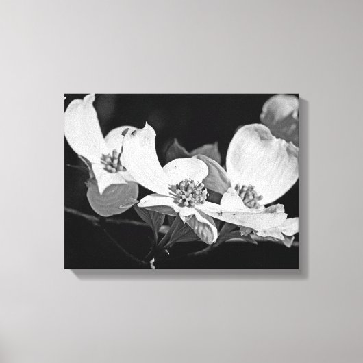 Amerikaanse Bloeiende Cornus Bloesems Zwart & Wit Canvas Afdruk (Voorkant)