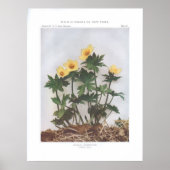 Amerikaanse bloem - Trollius laxus Poster (Voorkant)