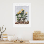 Amerikaanse bloem - Trollius laxus Poster (Keuken)