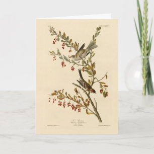 Amerikaanse Boom Sparrow, Amerikaanse vogelvogels Kaart