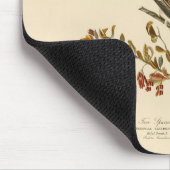 Amerikaanse Boom Sparrow, Amerikaanse vogelvogels Muismat (Hoek)