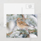 Amerikaanse Boom Sparrow in de winter Briefkaart (Voorkant / Achterkant)