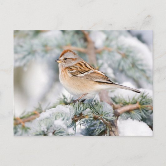 Amerikaanse Boom Sparrow in de winter Briefkaart (Voorkant)