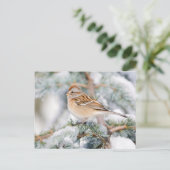 Amerikaanse Boom Sparrow in de winter Briefkaart (Staand voorkant)