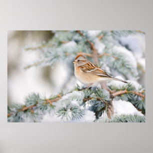 Amerikaanse Boom Sparrow in de winter Poster