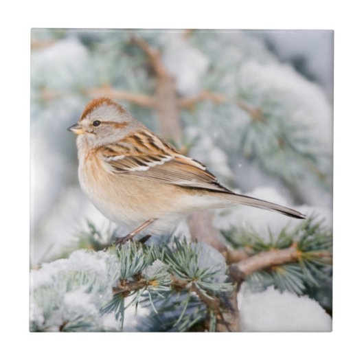 Amerikaanse Boom Sparrow in de winter Tegeltje (Voorkant)