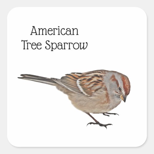 Amerikaanse Boom Sparrow Vierkante Sticker (Voorkant)