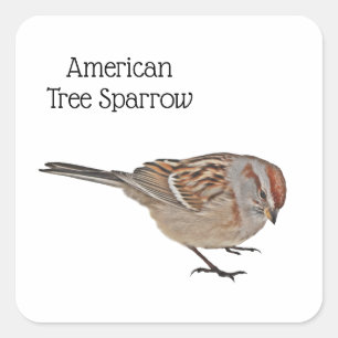 Amerikaanse Boom Sparrow Vierkante Sticker