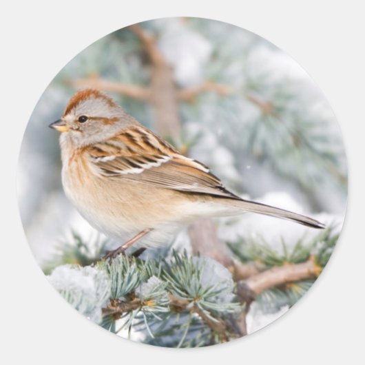 Amerikaanse Boommus in de winter Ronde Sticker (Voorkant)