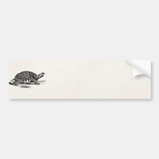  Amerikaanse Box Tortoise - Turtle Sjabloon Bumpersticker (Voorkant)