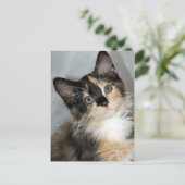 Amerikaanse Briefkaarten van Longhair Calico Kitte (Staand voorkant)