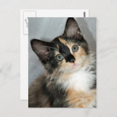 Amerikaanse Briefkaarten van Longhair Calico Kitte (Voorkant / Achterkant)