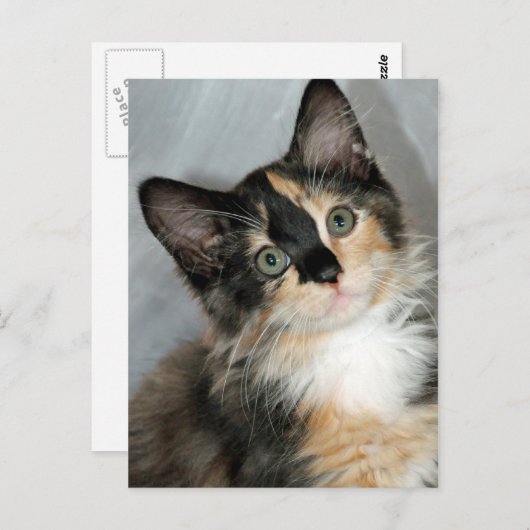 Amerikaanse Briefkaarten van Longhair Calico Kitte (Voorkant / Achterkant)