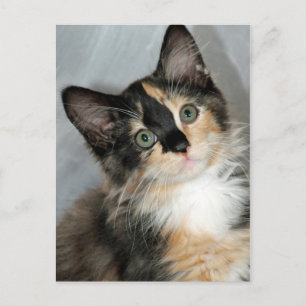 Amerikaanse Briefkaarten van Longhair Calico Kitte