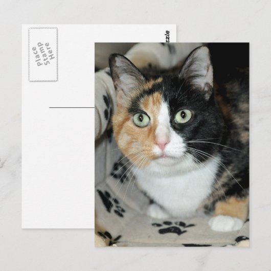 Amerikaanse Briefkaarten voor schotterkat (Voorkant / Achterkant)