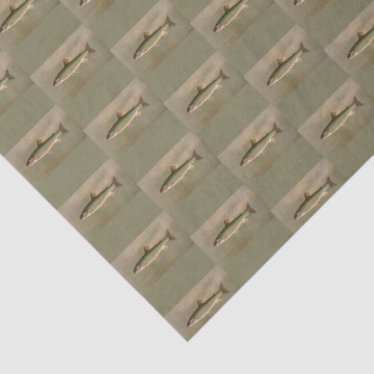 Amerikaanse Brook Trout Fish  Illustratie Tissuepapier (Detail)