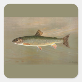 Amerikaanse Brook Trout Fish  Illustratie Vierkante Sticker