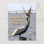 Amerikaanse Brown Pelican Louisiana State Bird Briefkaart (Voorkant)