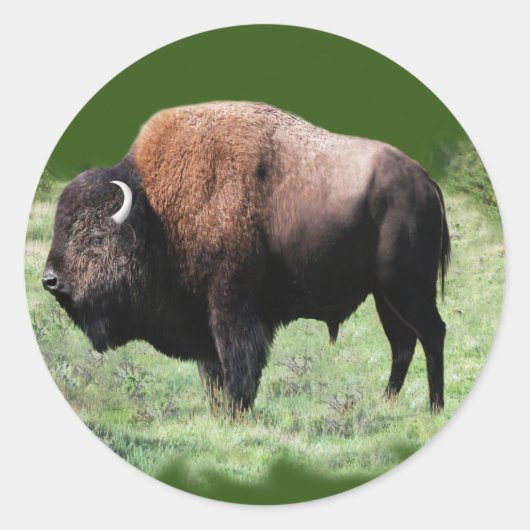 Amerikaanse bruine buffel Stickers (Voorkant)