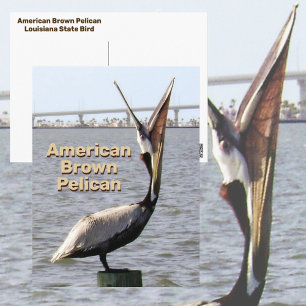 Amerikaanse bruine pelikaan Louisiana Staatsvogel Briefkaart
