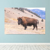 Amerikaanse Buffalo Bizon fotografie, Yellowstone Canvas Afdruk (Insitu (Houten vloer))