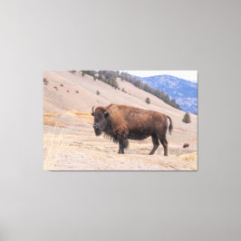 Amerikaanse Buffalo Bizon fotografie, Yellowstone Canvas Afdruk