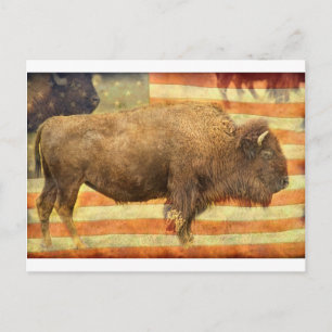 Amerikaanse Buffalo Briefkaart