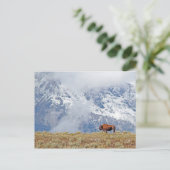 Amerikaanse Buffalo High in Tetons die wolken beki Briefkaart (Staand voorkant)