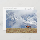Amerikaanse Buffalo High in Tetons die wolken beki Briefkaart (Voorkant / Achterkant)