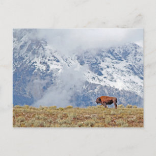 Amerikaanse Buffalo High in Tetons die wolken beki Briefkaart