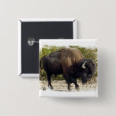 Amerikaanse Buffalo Square Pin Vierkante Button 5,1 Cm (Voorkant /achterkant)