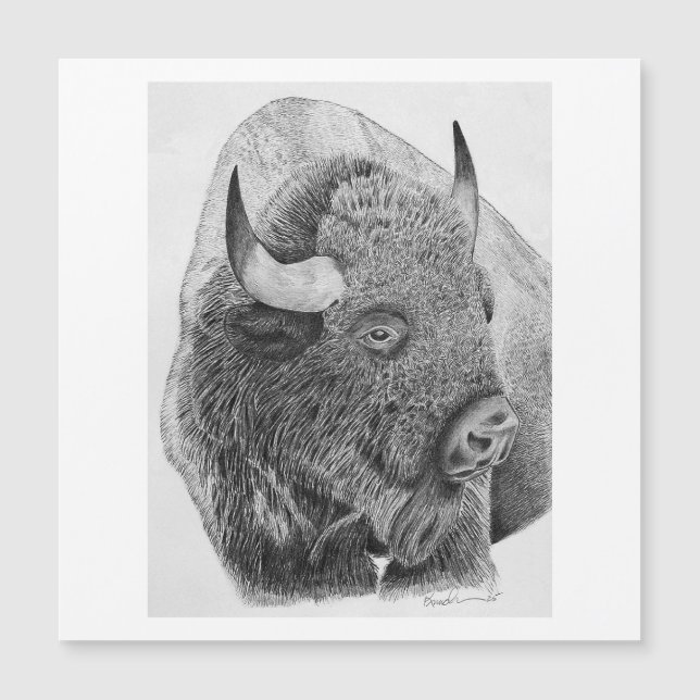Amerikaanse buffel (Voorkant)