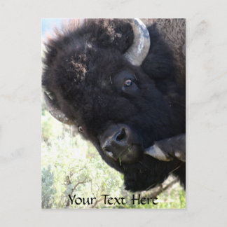 Amerikaanse buffel in het nationale park van Yello Briefkaart