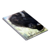 Amerikaanse buffel in het nationale park van Yello Notitieboek (Rechterzijde)