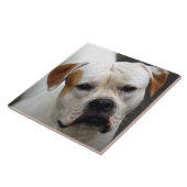 Amerikaanse buldog liefde, reddingshond leven best tegeltje (Zijkant)