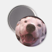 Amerikaanse buldog magneet (Voorkant / Achterkant)