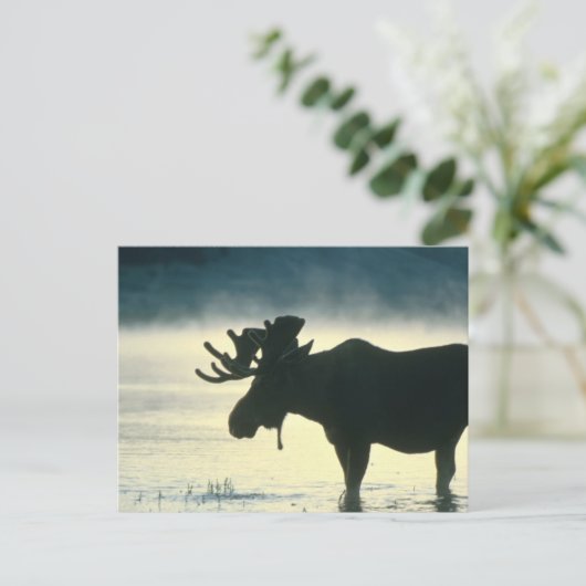 Amerikaanse Bull Moose Briefkaart (Staand voorkant)