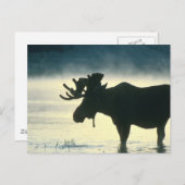 Amerikaanse Bull Moose Briefkaart (Voorkant / Achterkant)