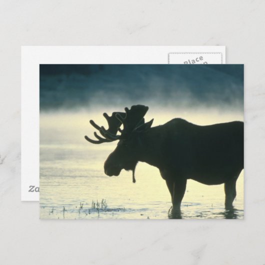 Amerikaanse Bull Moose Briefkaart (Voorkant / Achterkant)