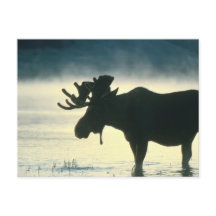 Amerikaanse Bull Moose