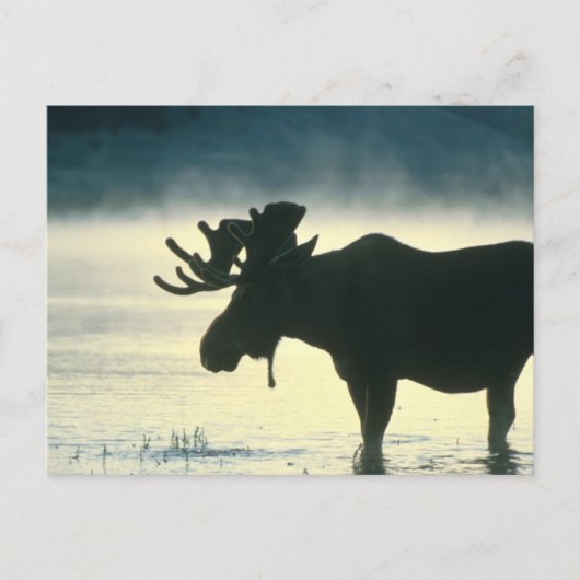 Amerikaanse Bull Moose Briefkaart (Voorkant)
