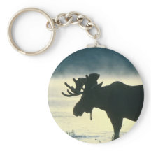 Amerikaanse Bull Moose