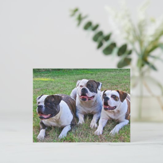 Amerikaanse Bulldog Briefkaart (Staand voorkant)