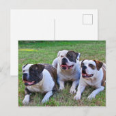 Amerikaanse Bulldog Briefkaart (Voorkant / Achterkant)