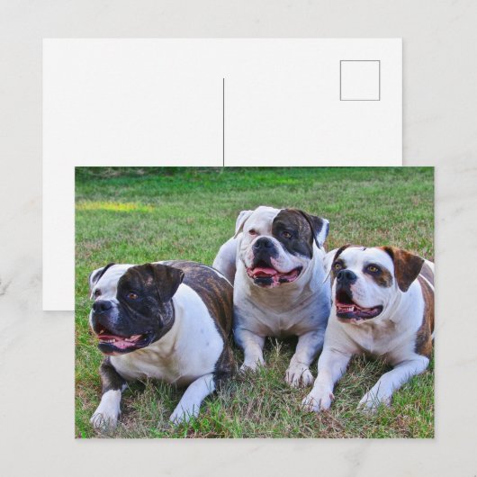 Amerikaanse Bulldog Briefkaart (Voorkant / Achterkant)