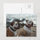 Amerikaanse bulldog briefkaart (Voorkant / Achterkant)