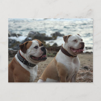 Amerikaanse bulldog briefkaart