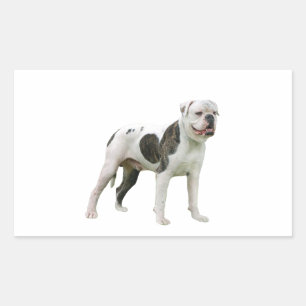Amerikaanse Bulldog - Bruin-Wit Rechthoekige Sticker